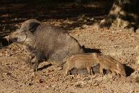Wildschwein mit Frischlingen im Tierpark Sababurg
