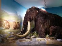 Mammut im Steinzeitbereich des Naturkundemuseums