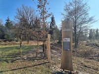 Judenbaum mit Hinweistafel vom Naturpark Reinhardswald